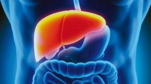 Understanding Liver Diseases Is Possible Through The Lab-Made Liver