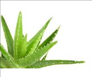 Aloe Extract Market