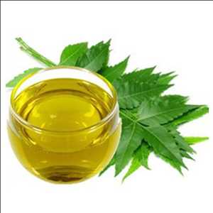 Neem Oil or Neem Extract Market