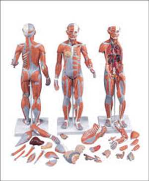 Global Anatomical Models Market Share