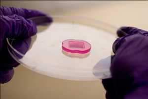 Global Scaffold Free 3D Cell Culture Plate Market Size