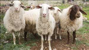 Global Sheep and Goat Pox Vaccines Market Trend