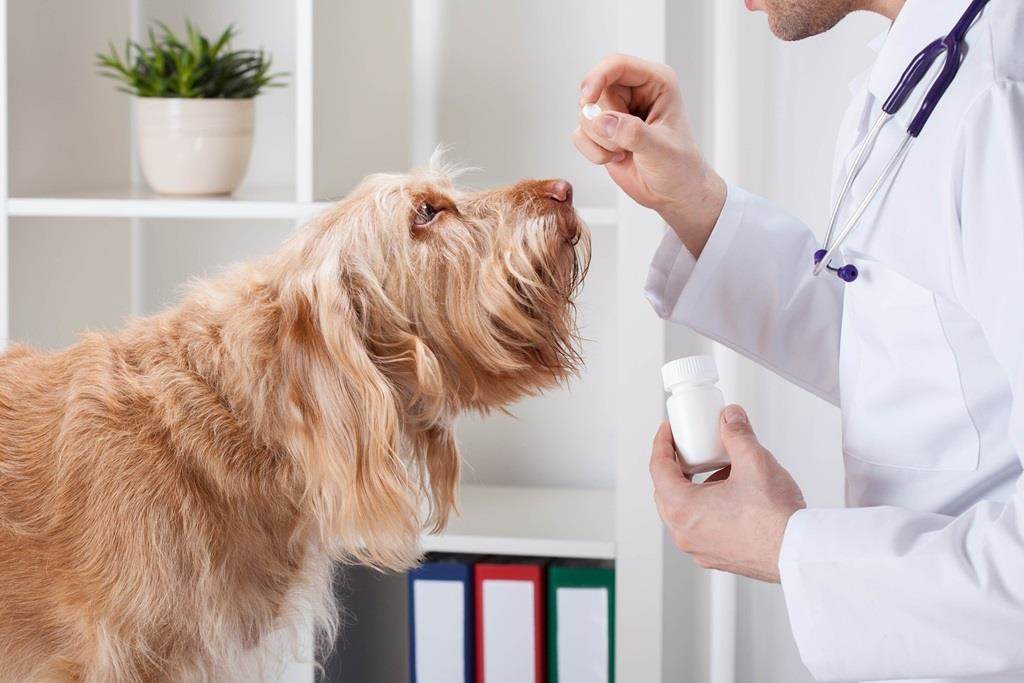 Companion Animal Pharmaceuticals