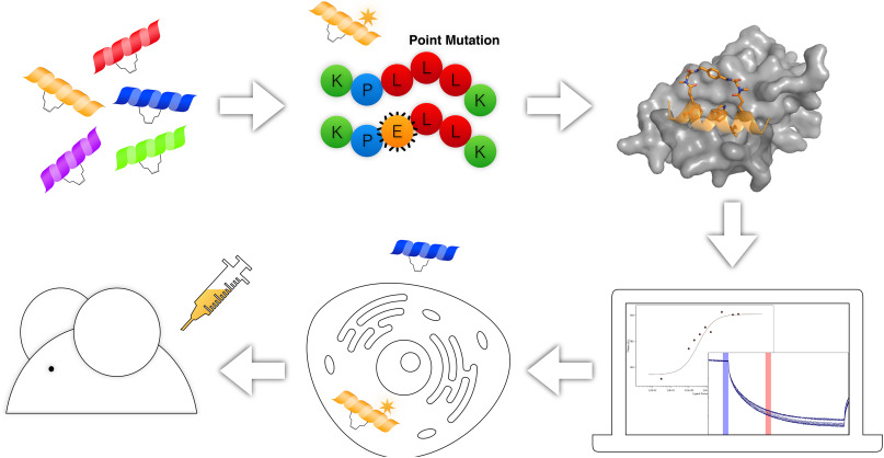 Constrained Peptide Drugs